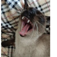 Дарья Ершова