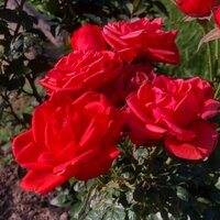 Александра Ф.