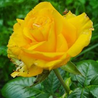 Светлана Макаревич