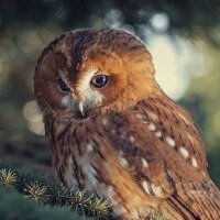 Надежда Лебедева