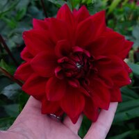 Алекс Александра