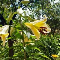 Роза Морозова