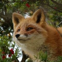 Алиса Зейбель