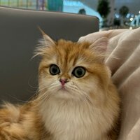 Колесников А.