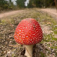 Алия Любина