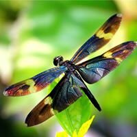 Яна Александровна