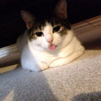 4Хребтова К.А 701-38