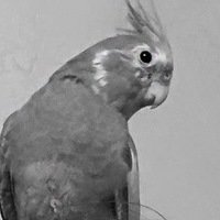 Виктория Акентьева