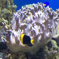 Виктория С.