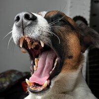 Дмитрий Парфёнов