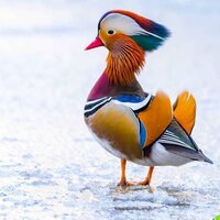 545667 Жаворонкова