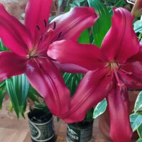 Любовь Уланова