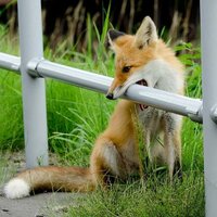 Елена Горбунова