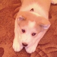 Герман Шестаков