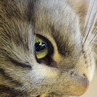 Наталья Сайфуллина