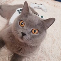 Оксана Шаповалова