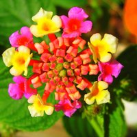 Анастасия Мясникова