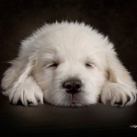 Наталия Авилова