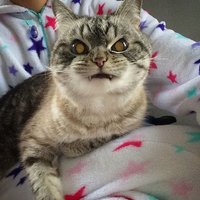 жучара паучара