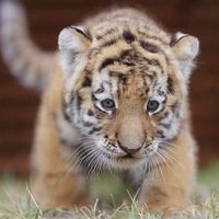 Евгений Бортник