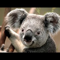 Анастасия Ш.