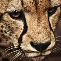 Ирина Бондарец