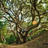 Иван Ледяев