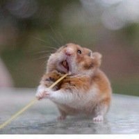 Анастасия Stremlina