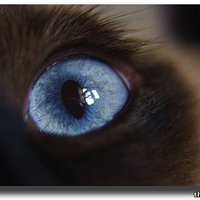 Роксана Щиголь