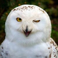 Наталья Петрова