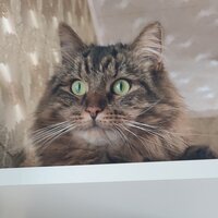 Валерия Шамулина