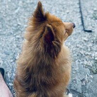 Абдулла Меджидов