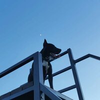 Кира Волкова