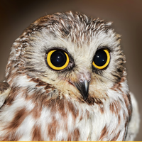 София Гогина