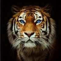 Денис Петров