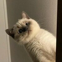 Давид Танделов