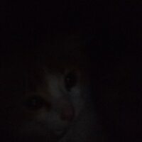 Мистер Коте