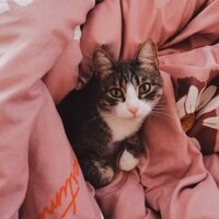 Арина Чайкина