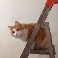 Екатерина Овчарова