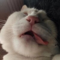 Тимка Задоркин