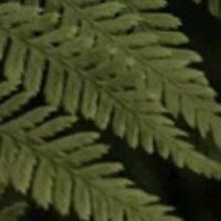 Елена Щипцова