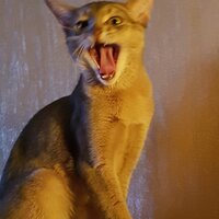 Татьяна Детистова