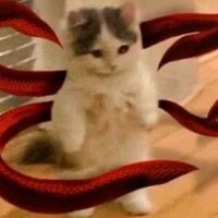 Александра Стрельцова