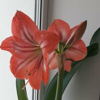 райгуль азаматова