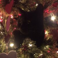 вика волкова