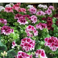 Анна Чистова