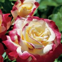 Лариса Фокина