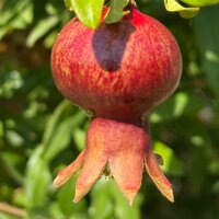 Анастасия Климова