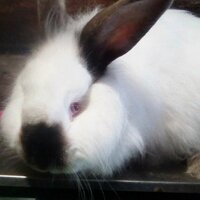 БЕЛАЯ ПУХОВАЯ