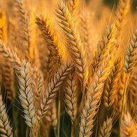 Полина Попова